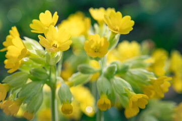 Perennial garden flower Primula veris with yellow petals close-up. Floral beautiful background with flowering plants, macro, selective focus.	