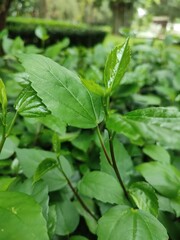 Leaf