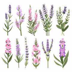 Fototapeta premium Lavenders, Provence flowers set. French floral herbs with pink and violet blooms. Simple flat collection of Lavandula
