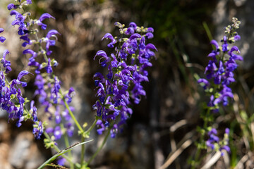 vista macro di vari fiori selvatici color viola intenso, di giorno, illuminati dal sole, in estate, su sfondo ombreggiato con varie sfumature di colori chiari e scuri