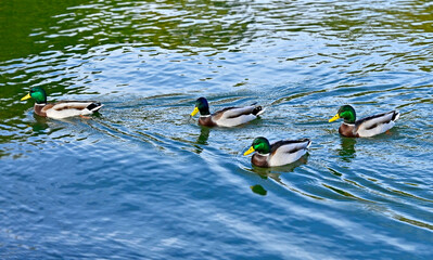 Drake floating in the lake