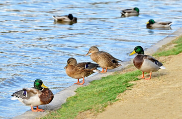 Duck on river shore