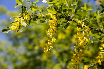 dettagli macro dei fiori di colore giallo di un piccolo albero, illuminato dalla luce del sole, di giorno, tra la primavera e l'estate, nel nord est Italia, alberi verdi sullo sfondo sfuocato