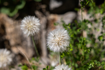 vista macro di alcuni fiori con sfumature di colore simil-argento e bianco, nel loro ambiente naturale, di giorno, tra primavera ed estate, con sfondo sfuocato