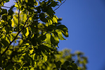 dettagli dei rami sottili e delle foglie verdi di un albero, viste dal basso e in controluce, di...