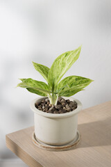 Aglaonema sp. ‘Rapngoenrapthong’, or the Chinese Evergreen, a specimen born of propagation,...