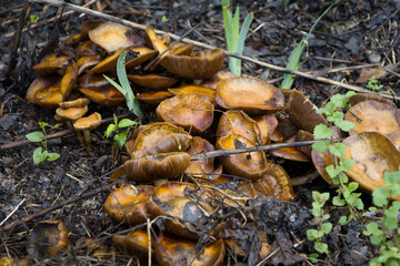 mushrooms in the forest