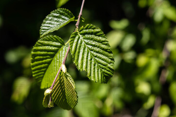 visuale macro di un ramo con foglie verdi di varie dimensioni, illuminato dal sole, su sfondo...