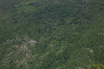 dettagli da lontano di un grande bosco verde di collina, in Slovenia, illuminato dal sole, in estate