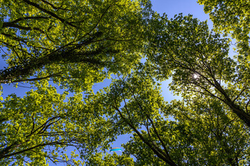 inquadratura panoramica, dal basso verso l'alto, delle cime degli alberi completamente ricche di foglie verdi, illuminati da dietro dal sole del mattino, in un cielo azzurro, in estate