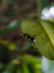 Close-up of the ant on the leaf. Wild animals, insects with nature scene.