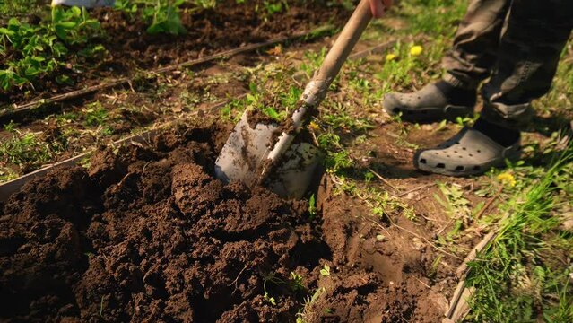 a man is digging with a shovel. the garden bed. a sunny spring day