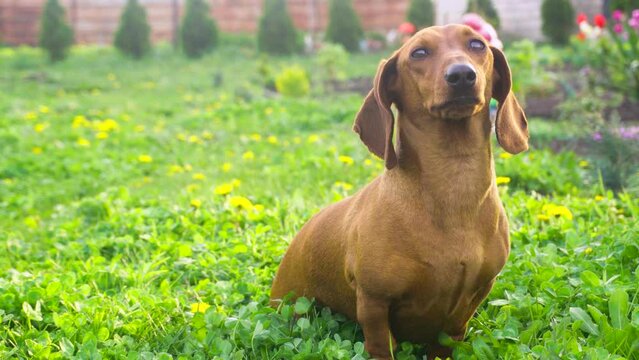 red dachshund walking in a green flowery meadow