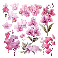 set of Orchids, plants, leaves and flowers. illustrations of beautiful realistic flowers for background, pattern or wedding invitations, white background.