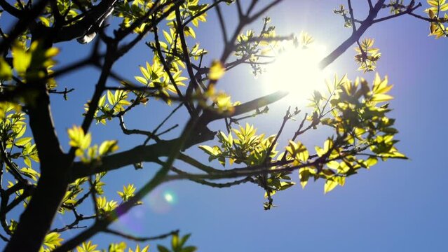 guardando il sole dal basso, nel cielo azzurro, da dietro i rami e le foglie verdi di una piccola e giovane pianta mossi dal vento, di giorno, in un ambiente naturale, all'aperto