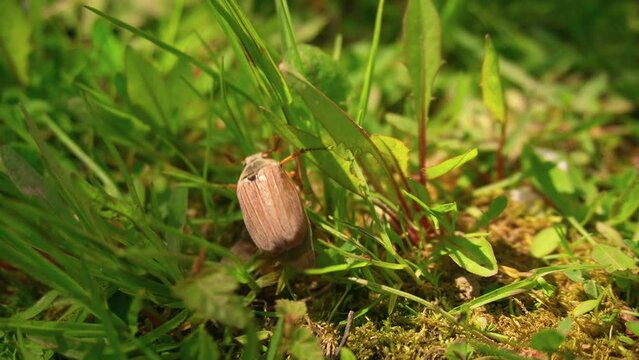 cockchafer. a May bug on the grass. It's a sunny day