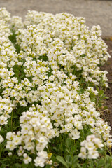 Mountain rock cress or Arabis Caucasica plant in Saint Gallen in Switzerland