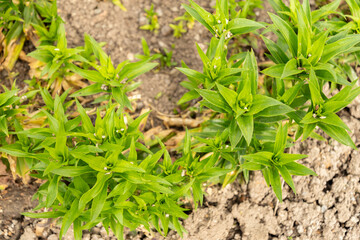 Sweet William or Dianthus Barbatus plant in Saint Gallen in Switzerland