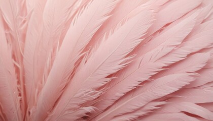 Fototapeta premium Soft pink feathers texture background. Swan Feather