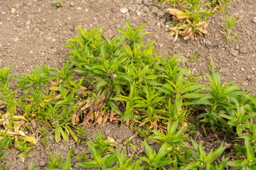 Sweet William or Dianthus Barbatus plant in Saint Gallen in Switzerland