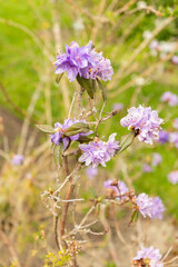 Obraz premium Purplish blue rhododendron or Rhododendron Russatum plant in Saint Gallen in Switzerland