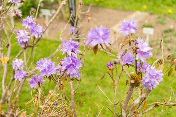 Naklejka premium Purplish blue rhododendron or Rhododendron Russatum plant in Saint Gallen in Switzerland