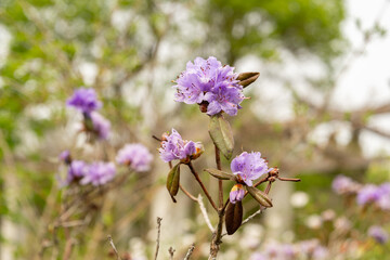 Purplish blue rhododendron or Rhododendron Russatum plant in Saint Gallen in Switzerland