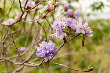 Fototapeta premium Purplish blue rhododendron or Rhododendron Russatum plant in Saint Gallen in Switzerland