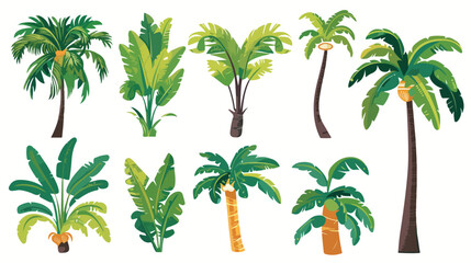 Fototapeta na wymiar Palm tree jungle tropical plant. Exotic green leaf an