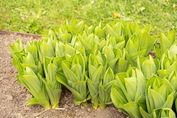 California corn lily or Veratrum Californicum plant in Saint Gallen in Switzerland