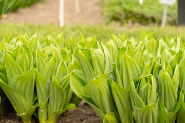 Obraz premium California corn lily or Veratrum Californicum plant in Saint Gallen in Switzerland