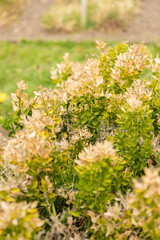 Butchers broom or Ruscus Aculeatus plant in Saint Gallen in Switzerland