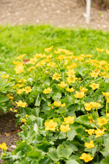 Marsh marigold or Caltha Palustris plant in Saint Gallen in Switzerland