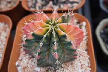 Gymnocalycium mihanovichii variegata. Multicolor cacti close-up, Beautiful desert plants variety....