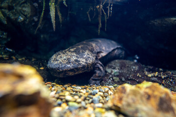 オオサンショウウオ