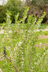 Prinsepia Uniflora plant in Saint Gallen in Switzerland
