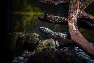 
オオアタマガメ
