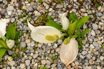 Asian skunk cabbage or Lysichiton Camtschatcensis plant in Saint Gallen in Switzerland