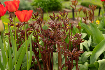 Common garden peony or Paeonia Lactiflora with red tulip flowers in Saint Gallen in Switzerland