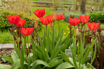 Common garden peony or Paeonia Lactiflora with red tulip flowers in Saint Gallen in Switzerland