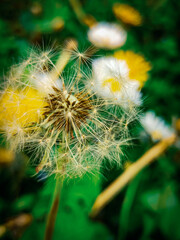 dandelion in the garden