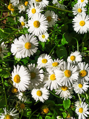 Obraz premium daisies in a field