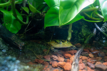 水面から顔を出すアマゾンツノガエル