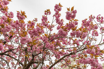 Japanese cherry Kanzan or Prunus Serrulata plant in Saint Gallen in Switzerland