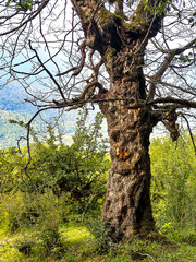 old oak tree