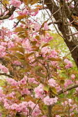 Japanese cherry Kanzan or Prunus Serrulata plant in Saint Gallen in Switzerland