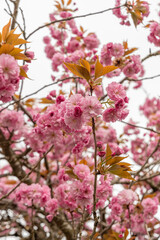Japanese cherry Kanzan or Prunus Serrulata plant in Saint Gallen in Switzerland