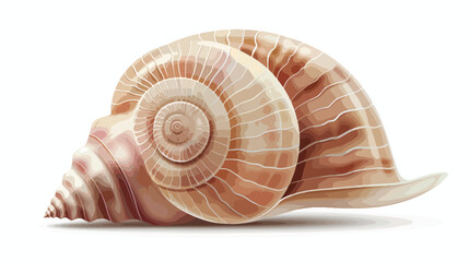 Spiral seashell mollusc. Marine twisted sea shell. Oc