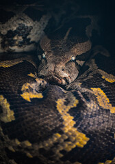 close up of a python