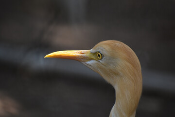 closeup shot of a cattle egret